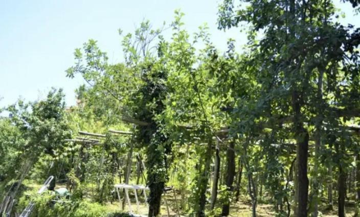 A Casa Di Pissi - Apartment
